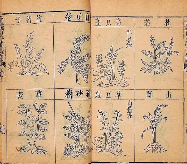 本草纲目作者是谁写的作品