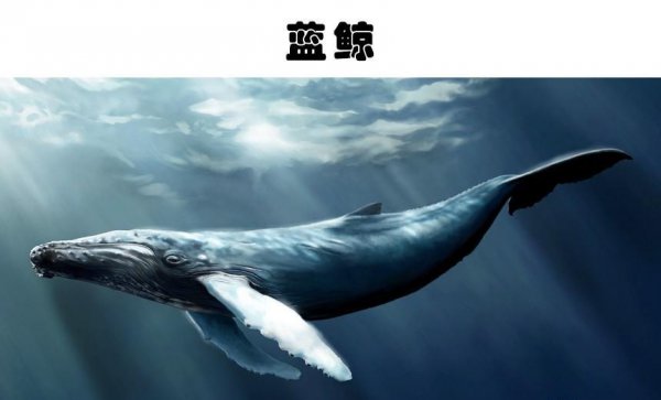 全世界最大的动物排名
