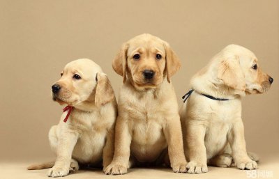 拉布拉多能长多大 纯种拉布拉多几个月才能长成大狗