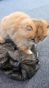 猫吃塑料袋怎么回事 猫咪吃塑料袋子7个原因分析