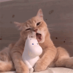 猫吃塑料袋怎么回事