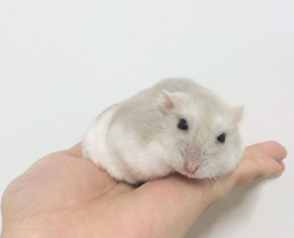 哪种仓鼠最好养最温顺容易上手