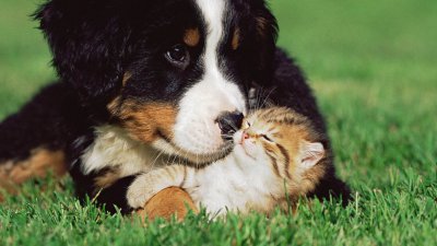 养猫和养狗的区别很真实 在家养猫对比养狗哪个更好
