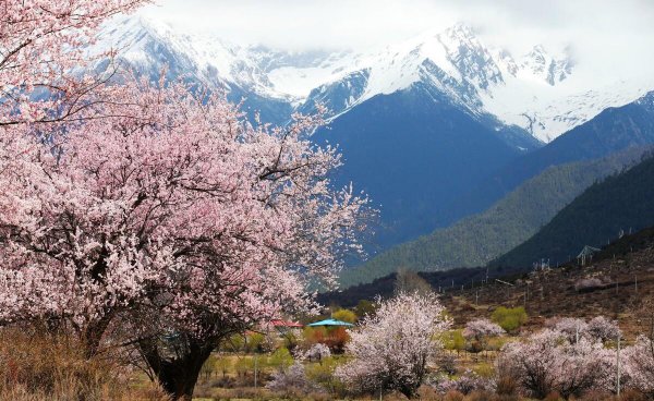 林芝海拔多少米介绍