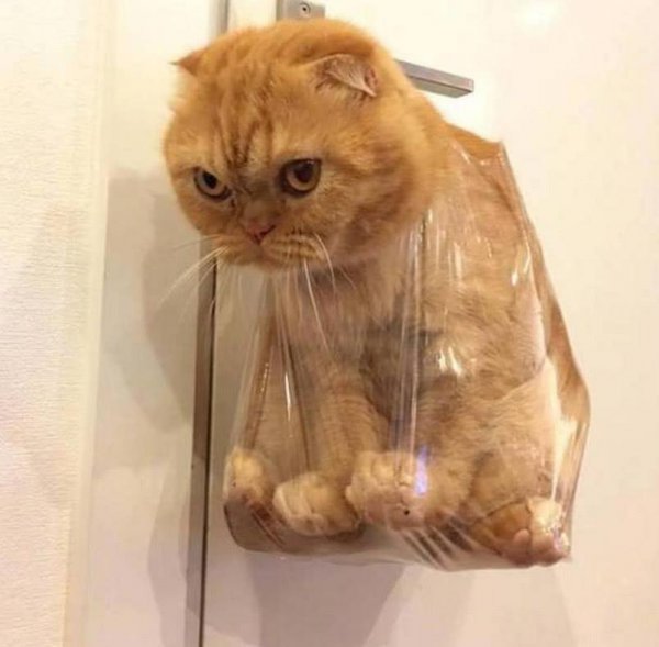 猫的智商相当于人的几岁