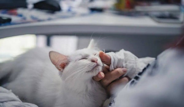 猫的智商相当于人的几岁