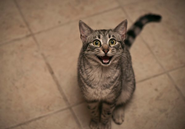 猫的智商相当于人的几岁