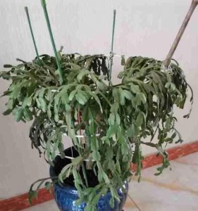 蟹爪兰叶子发软发皱怎么办 叶片软塌塌的怎么回事