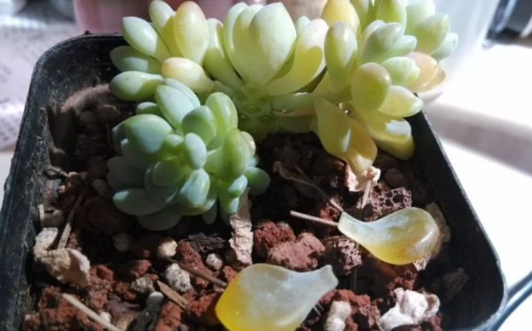 多肉发黄变软是缺水还是多水