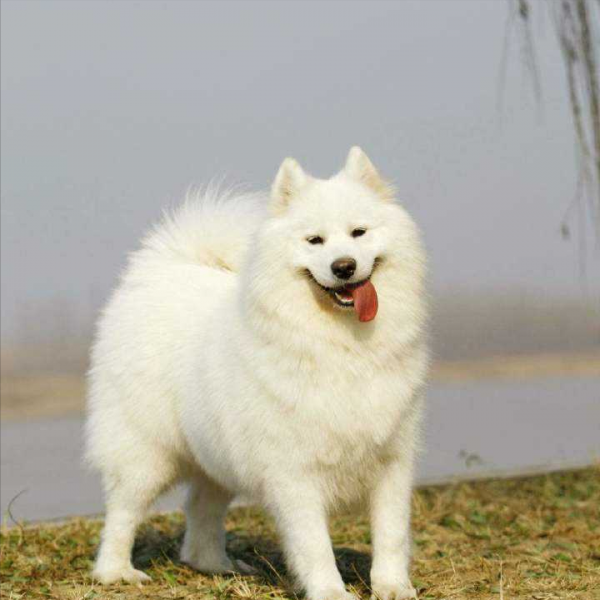 女生为什么不能养萨摩耶
