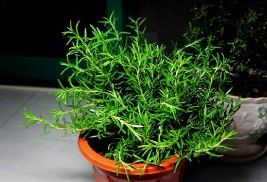 驱蚊植物室内盆栽哪种最好用