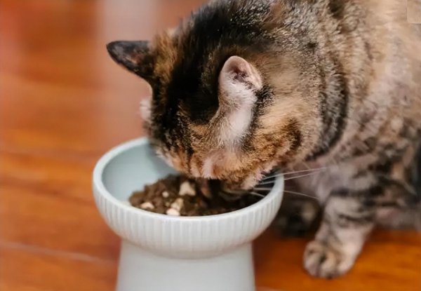 猫粮需要经常换吗