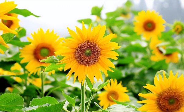 3朵向日葵花语是什么意思