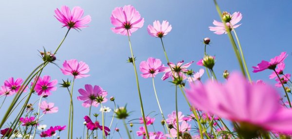 欲买桂花同载酒全诗意思翻译