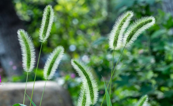 欲买桂花同载酒全诗意思翻译