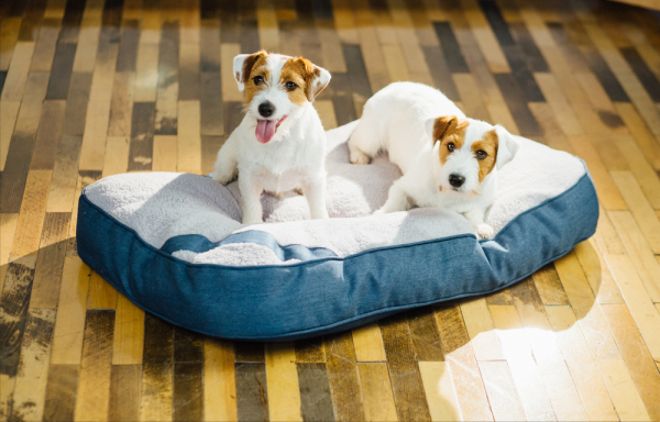杰克罗素梗犬优缺点