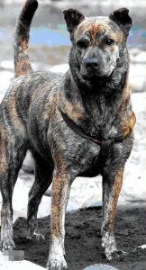 在家养虎斑狗人少的原因分析 虎斑犬为什么不受欢迎