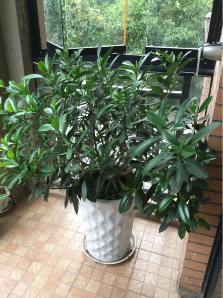 办公室旺事业的植物盆栽
