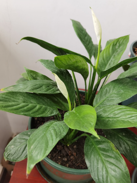 办公室旺事业的植物盆栽