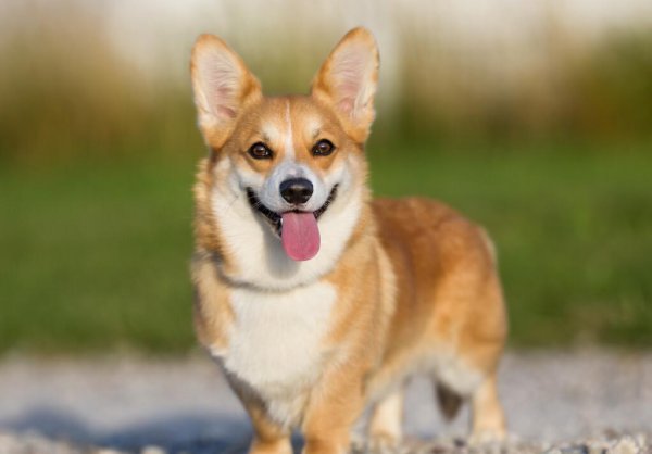 柯基和柴犬的区别有哪些