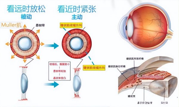 投影对眼睛的伤害比电视机小吗