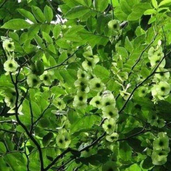 青钱柳别名叫什么名字