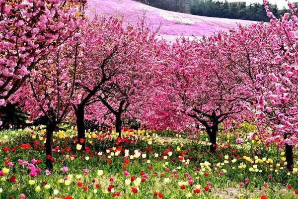 唐伯虎的经典诗词盘点