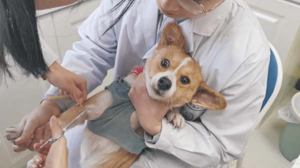 遛狗一般多长时间