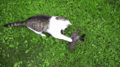 猫和蛇打架谁厉害