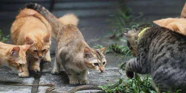 猫和蛇打架谁厉害