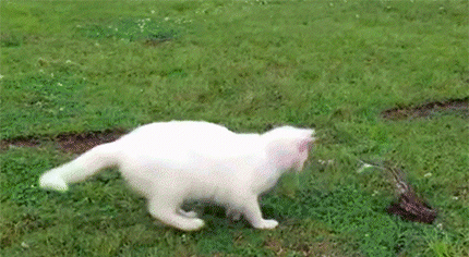 猫和蛇打架谁厉害