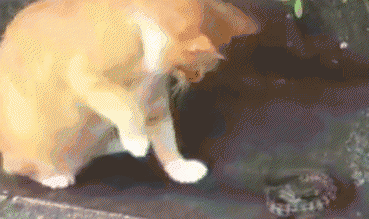 猫和蛇打架谁厉害