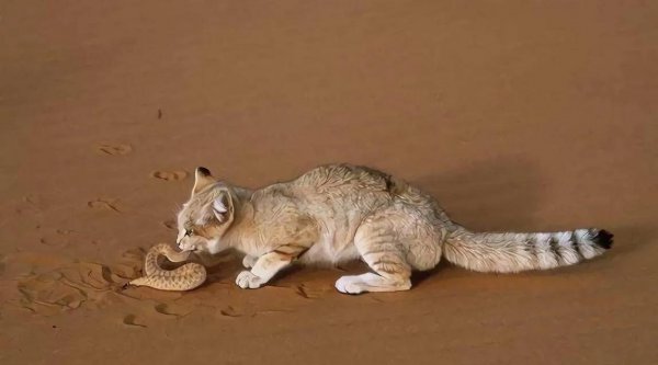 猫和蛇打架谁厉害
