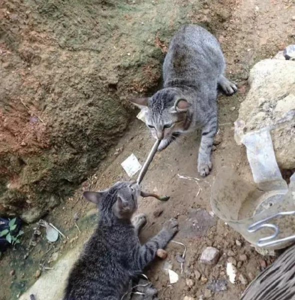 猫和蛇打架谁厉害