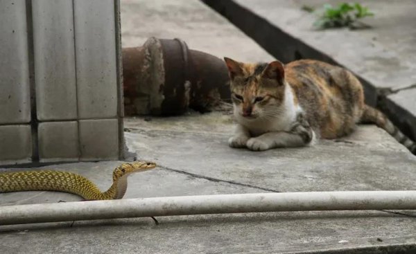 猫和蛇打架谁厉害