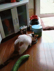 猫和蛇打架谁厉害