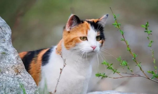 猫和蛇打架谁厉害