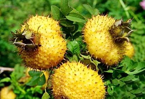 农村常见的50种野生水果