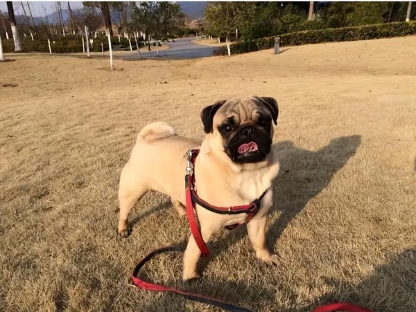 巴哥犬相当于几岁智商的孩子