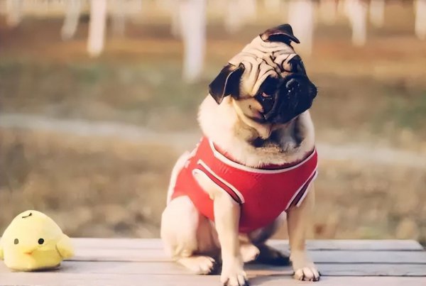 巴哥犬相当于几岁智商的孩子