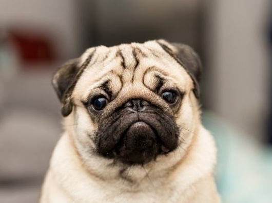 巴哥犬什么颜色最贵图片