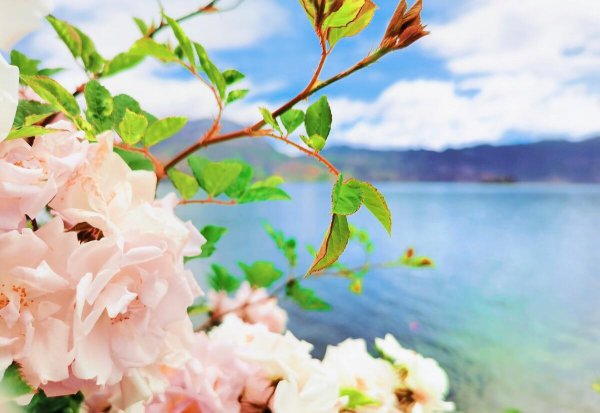 面朝大海春暖花开诗歌赏析