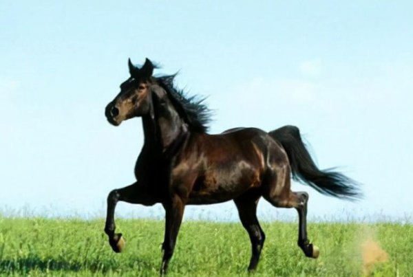 古代名马有哪些介绍