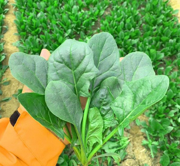 夏季种植蔬菜品种大全图解