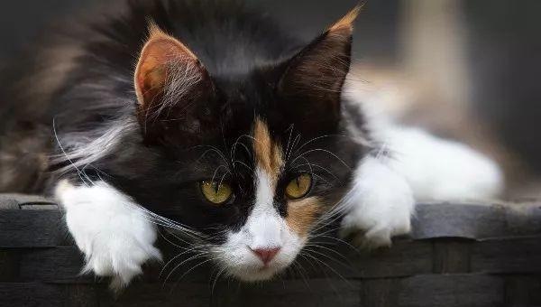 猫咪的体温在多少度是正常的范围