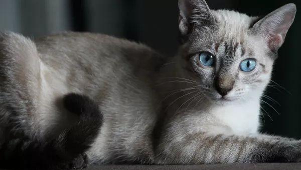 猫咪的体温在多少度是正常的范围