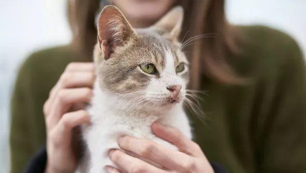 猫咪的体温在多少度是正常的范围