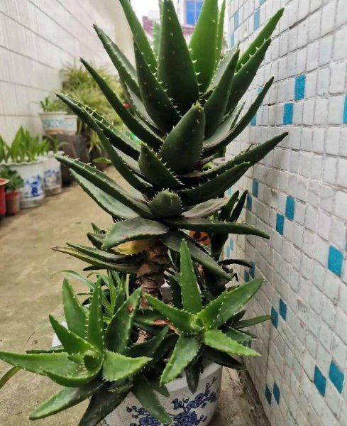 十大养不死的盆栽植物