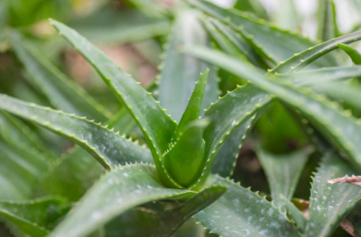 芦荟叶子发黄干瘪枯萎怎么办 芦荟叶子发黄处理与养护方法