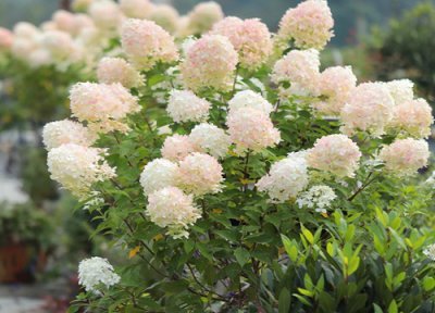 蓝色绣球花花语是什么意思 不同颜色绣球花寓意和象征意义